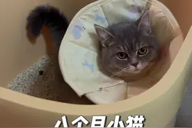八个月小猫绝育后的精神状态#猫咪 #记录猫咪日常 #绝育 #猫咪绝育 #母猫绝育视频封面