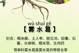 雾水葛，又叫糯米藤，拔脓草，你的家乡有这种植物吗？#植物科普 #一日一植物 #草本植物 #识百草 #你的家乡有这种植物吗