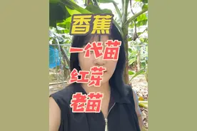 香蕉一代苗、红芽、老苗都是什么情况，大家评论区一起分享。#香蕉