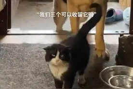 有些狗子社交能力真强呀