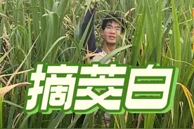 茭白大丰收，种下大半年的茭白今天迎来采收#茭白 #丰收的季节视频封面