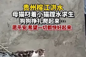 万物皆有灵！洪水淹过房顶，猫妈妈带着小猫绝处求生。狗狗挣扎在水里爬上来，画面让人泪目，希望一切都快好起来！#贵州榕江#直击榕江抗洪抢险一线#抗洪救灾#洪水下的猫#狗狗视频封面