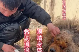 流浪的藏獒，真的难受了。今天给它清洗眼睛和理发#流浪狗不再流浪 #救助流浪动物 #藏獒视频封面