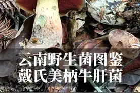 云南野生菌图鉴 全网没几个人知道的菌子它来了：戴氏美柄牛肝菌，美柄牛肝菌属全球记录约19种，可能发现新种的下一个就是你，快把奇奇怪怪的菌子贴图到评论区，大神都在评论区！湖南一家吃剧毒的灰花纹鹅膏（或拟灰花纹鹅膏）孩子肝脏全部坏死病危，一次认错带来的是悲剧！不认识的菌子不要尝试，你不知道它到底有多毒！#野生菌#毒蘑菇 #跟我一起识菌子 #创作者中心 #创作灵感视频封面