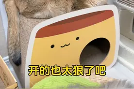 大家帮我看看开线的猫猫还能要吗？ #小猫开线爆棉花了 #万物可爱计划 #宅家治愈记