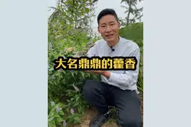 大名鼎鼎的藿香 藿香正气水里面的藿香指的就是它，不知道大家都有见过它吗？#你的家乡有这种植物吗 #藿香 #藿香正气口服液