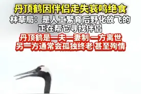 #丹顶鹤 因伴侣走失哀鸣绝食，林草局：是人工繁育后野化放飞的，正在帮它寻找伴侣，丹顶鹤是#一夫一妻制，一方离世，另一方通常会孤独终老，甚至殉情