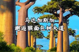 #马达加斯加 #抖音精选 第一次听说猴面包树是在《小王子》这本书里，当时以为只有在B612号星球上才有，没想到在地球上，这种奇特的树是真实存在的，而它就在遥远的非洲马达加斯加的西部海岸视频封面