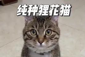 狸花猫有的叫咪咪，有的叫丧彪，纯种的狸花猫有几大特征 #狸花猫 #猫咪 #动物科普 #中华田园猫