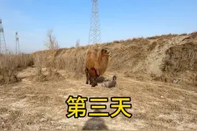 包包驼后续#骆驼 #骆驼奶视频封面