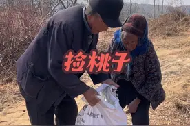 在连绵山峦的半山腰，有座被岁月温柔摩挲的小院，那里是我年迈父母的家。他们扎根深山，日子简单，却满是宁静自足。院外，有片多年的桃林，春时，繁花盛开；而冬时，寒风凛冽，桃林只剩下枯枝与寂静，地上满是被风霜打过的坏桃子。他们便去桃林，弯着佝偻的腰，把桃子捡起装袋运回；随后，用粗糙的双手熟练的取出桃仁，积攒着用来卖钱，日复一日，那是他们对生活的坚守与希望，也诠释了老区人民勤俭节约艰苦奋斗的精神。父母用勤劳的双手编织着生活的点滴，他们的身影，始终是我心中永恒的温暖与力量，时刻激励着我珍惜生活、勇敢向前#山间小院#捡桃子