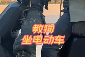 怎么教狗坐电动车？ #训犬学校 #养狗经验分享视频封面