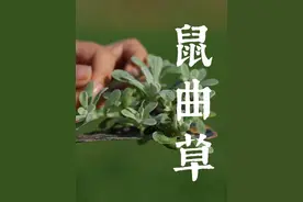 田野里的宝藏野草—鼠曲草 小时候毛茸茸特别像多肉的植物却是清明果的来源野菜，鼠曲草你吃过吗#清明草 #鼠曲草 #鼠曲草青团 #农村野菜 #中草药视频封面