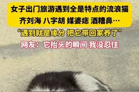 女子出门旅游遇到一只全是特点的流浪猫，齐刘海，八字胡，媒婆痣，还会夹子音…… 网友： 有一种壮汉撒娇的即视感。