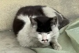 女子出门旅游遇到一只全是特点的流浪猫，齐刘海，八字胡，媒婆痣，还会夹子音…… 网友： 有一种壮汉撒娇的即视感。