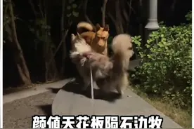 颜值天花板陨石边牧，竟然主动爱上了农村的小土狗视频封面