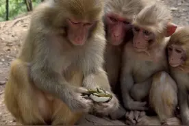 猴子吃皮蛋，边上几个观众。 #这操作都看傻了 #猴子 #动物园猴子