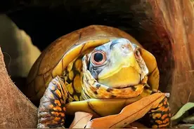 盘点8种互动满分的龟龟🐢，每一只都像小狗一样活跃！ #养龟攻略 #创作者中心 #创作灵感 #抖音创作季 #宠物很乖原来是智商问题