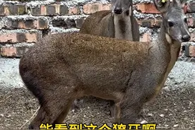 掏麝香 这个动物大家见过吗，它就是大名鼎鼎的林麝，麝香就是从它身上来的，麝香闻一下味道实在太上头了#麝香 #我的乡村生活 #新农人计划 @阿新专营店视频封面