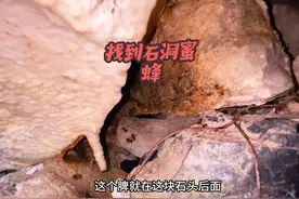 #三农#我的乡村生活#户外#蜜蜂#蜂蜜 来广东找蜂，刚好遇到雨季视频封面