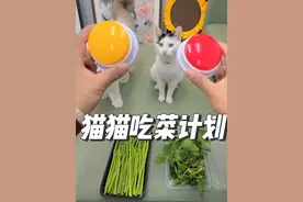 养小猫和养孩子一样，给它选择的机会…#小猫治愈世界 #这个世界不能没有小猫 #奶牛猫  #小猫是平淡生活的解药 #萌主过大年