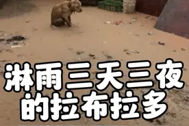 一只在暴雨中孤独又无助的拉布拉多，碰到了拯救它的天使#拉布拉多 #捡到狗 #狗是人类最忠诚的朋友 #狗狗故事 #淋雨小狗