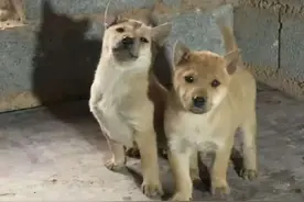 很难想象作为土生土长的中华田园犬居然会被列为禁养犬！#离谱