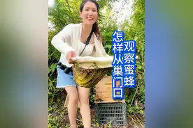 怎样从巢门口观察蜜蜂养蜂人必学的箱外观察技术建议点赞收藏保存 不懂得巢门口观察蜜蜂，绝对养不好蜜蜂，第一，大量蜜蜂在巢门口扇蜂，排除蜂箱温度过高说明外界大流密。第二。蜂群出现太量雄蜂，排除起了分蜂热，说明蜜蜂工产，第三，蜂箱门口有蜜蜂抱团互相啃咬，说明外面缺蜜，有盗蜂，第四，蜜蜂摇摆屁股慌慌张张进出巢门口，说明有天敌危害。第五，公蜂大量进粉，说明蜂王大量产卵。第六，巢门口没有守卫蜂，说明蜂群发展很慢，蜂量少，蜂可能护不住皮，第七每天晴朗的中午到下午朝门口有大量新蜂试飞，说明蜂群发展的很好，觉得妹子讲得有用的朋友评论区打个有用，您的一个赞是对妹子最大的支持，感谢大家#蜜蜂 #养蜂人 #户外找蜂 #农村生活 #诱蜂 @蜂妹子小号 @DOU+小助手 @抖音创作小助手 @创作灵感小助手 @抖音小助手