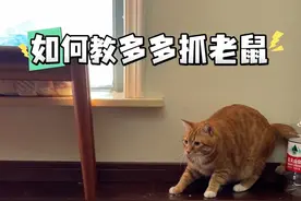 如何训练多多抓老鼠 有想小多子的吗？发个库存吧，还有好几天才能更新多多的号视频封面