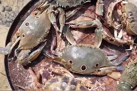 海岛求生十一 这个小伙在海岛求生，居然掏了个大水坑有了这么多的收获，还吃上了海鲜大餐，快来看看发生了什么吧#户外 #三农 #荒岛生存 #原创视频 #野外生存视频封面