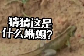 在河口边境铁丝网附近拍摄到了中国水龙和长尾南蜥 长尾南蜥长鬣蜥都信长哈哈哈哈，说真的，中国水龙正式中文名是长鬣蜥，是我国二级保护动物，也是我国体型第三第四大的蜥蜴，而多线南蜥是我国体型最长的石龙子科蜥蜴#科普 #原创视频 #野生动物