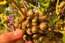 藤三七，一种经常被冒充三七的中草植物！#藤三七 #大自然的馈赠 #植物科普