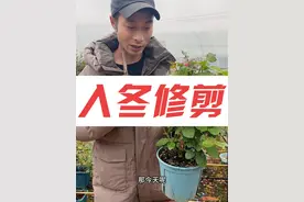 月季花修剪思路方法冬剪过冬重剪教程 修剪就是这么简单！关注我就行#养护小知识 #月季花养护注意事项 #月季修剪 #月季冬剪视频封面