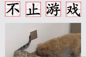 这一刻形成了完美闭环#宠物#猫咪的迷惑行为视频封面