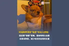 对话狗界顶流“哈尼”的主人柯铭：因近期“驯服”苍蝇、蜜蜂等再火出圈，在尝试转型，减少哈尼的出现的比重，它年龄大了，还是想让它保持好的形象#哈尼#柯铭 #柯铭和四只熊孩子