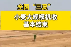 全国“三夏”小麦大规模机收基本结束#三夏 #小麦 #收获 #粮食
