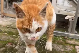 巨结肠流浪猫，脚脚已经撑到畸形愈合 #流浪猫 #流浪猫救助 #流浪猫日常 #救助流浪动物视频封面