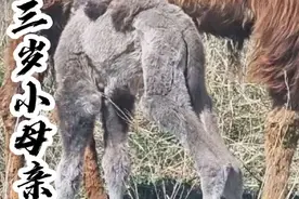 三岁小母亲 #小骆驼#骆驼#骆驼养殖技术#牧区生活视频封面