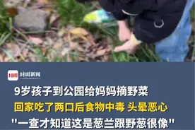 9岁孩子到公园给妈妈摘野菜，回家误将葱兰当野葱食用中毒，一查才发现这是葱兰跟野葱很像