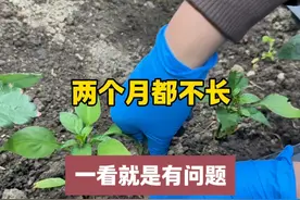 辣椒苗种下两个月都没长过，一看就是有问题，你有没有犯这个错视频封面