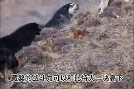 山猫的实力到底有多厉害#动物的迷惑行为 #野生动物零距离 #山猫 #猞猁 #内容启发搜索视频封面