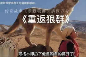 大爱无私，传奇故事《重返狼群》，格林狼和他的人类妈妈。