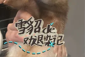 弃养率很高的宠物貂不是所有人都适合饲养的，养之前可以考虑这几个问题#宠物 #宠物貂