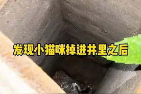 井底救猫后续来了 #小猫救援 记录了下半夜救猫的全过程#流浪猫 #动物救助视频封面