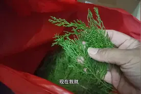 听倪老师说侧柏叶煮水洗头，可以长头发，我今晚洗了头发真的……