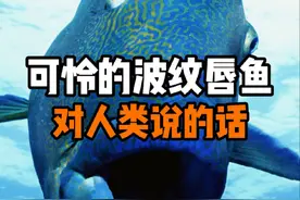 你吃过蓝色血液的鱼肉嘛？为了不成为人类舌尖上的美味，我全身进化成了蓝色，最终也没有逃过人类的渔网#科普 #寻找1000位科普达人 #灭绝动物 #保护动物