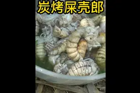 越南老表碳烤屎壳郎幼虫，快艾特你的朋友来吃宵夜了视频封面