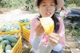 广西漫山遍野都是芒果树，三嫂来广西实现了吃芒果自由#芒果之乡视频封面