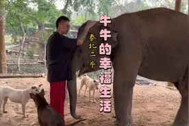 我在泰北养大象的日子#清迈 #泰北二牛 #记录真实生活 #泰北牛牛视频封面