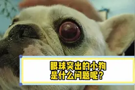 眼球突出的狗狗怎么了？ #宠物医院的那些事 #宠物医生的日常